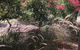 Gumnut Grove The Vintage - thumb 2
