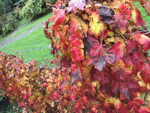 Goldberryaccommodation - Accommodation NSW 3