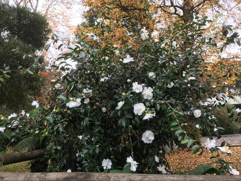 Goldberryaccommodation - Accommodation NSW 5