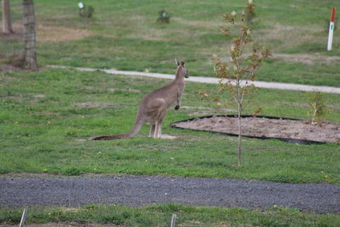 Nyora Lodge B & B - Accommodation NSW 7