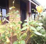 Albion Cottage - Accommodation NSW