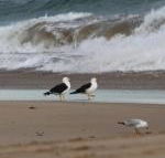 Baillieu Breeze - Accommodation NSW