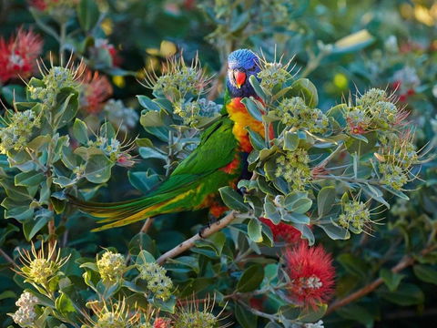 Fyshwicks Cottage - Accommodation NSW 1
