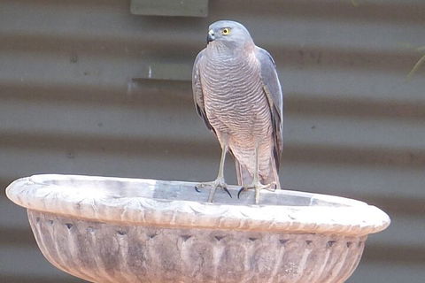 Kathys Place Bed And Breakfast - Accommodation NSW 3