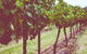 Hermitage Hideaway Homestead & Cottage - thumb 0