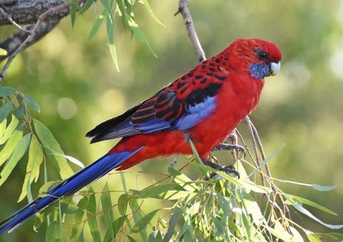 Valley View Luxury Retreat - Accommodation NSW 6