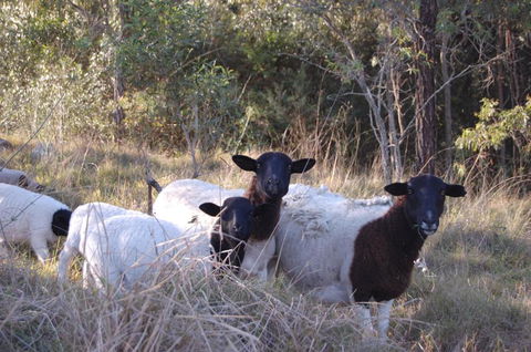 Cadair Cottages - Accommodation NSW 1