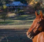 Historic Oak Hill House Estate Truffle Gourmet Festival Region - Accommodation NSW