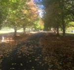 A peaceful cabin in the country - Accommodation NSW