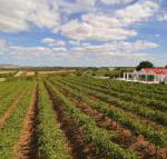 Barossa Valley Lyndoch - Accommodation NSW