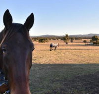 Clydesdale Cottage on Talga with real Clydesdale Horses - Accommodation NSW