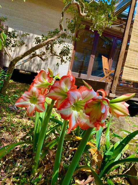 Graces Of Byron - Accommodation NSW 6