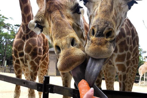 Roar And Snore At Taronga Zoo Sydney - Accommodation NSW 5