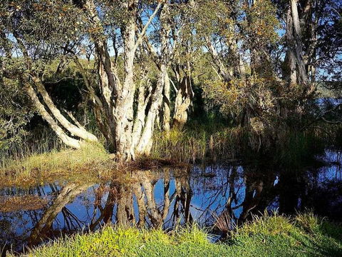Wisteria Cottage On The Lagoon / Beach - Accommodation NSW 4
