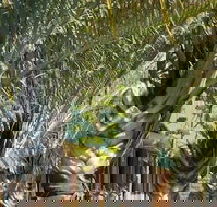 The Miners Rest Motel - Accommodation NSW