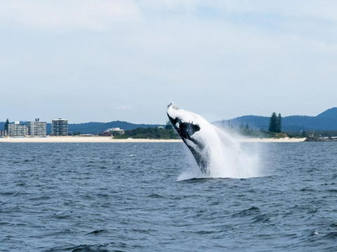 Beachpoint 403 On The Beach! - Accommodation NSW 4