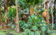 Araluen - thumb 6