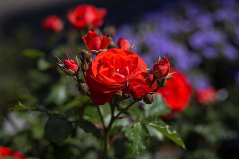 Willows Motel - Accommodation NSW 5