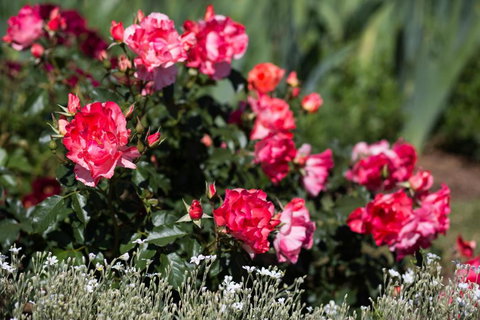 Willows Motel - Accommodation NSW 2