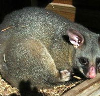 Giba Gunyah Country Cottages - Accommodation NSW