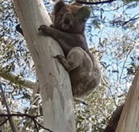 Wilsons Promontory Motel - Accommodation NSW