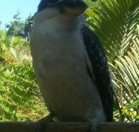 Tropic Oasis Holiday Villas - Accommodation NSW