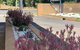 Gilgandra Motel - thumb 1