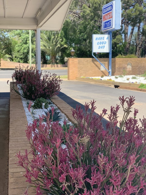 Gilgandra Motel - Accommodation NSW 1