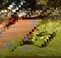 Enderslie House Bed  Breakfast - Accommodation NSW