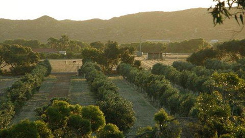 Bentwood Olive Grove Accommodation - Accommodation NSW 4