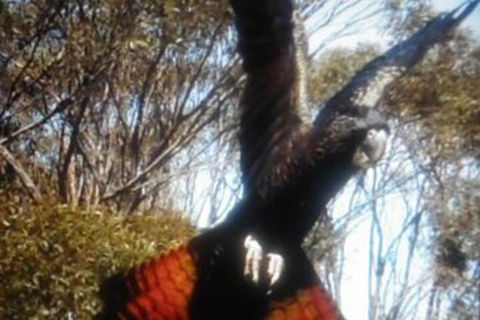 Cooinda Holiday Village - Accommodation NSW 1