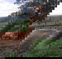 Morella Farm Stay - Accommodation NSW