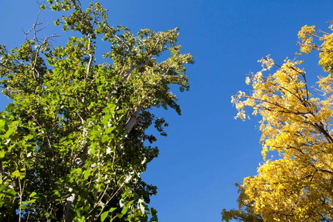 Strayleaves Caravan Park - Accommodation NSW 4