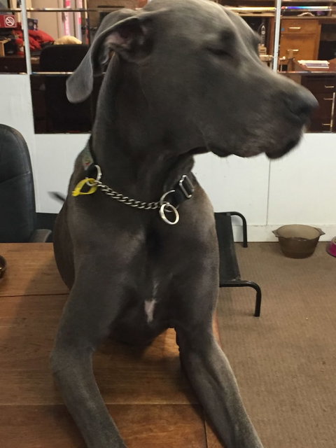 Capricornia Motel - Accommodation NSW 4