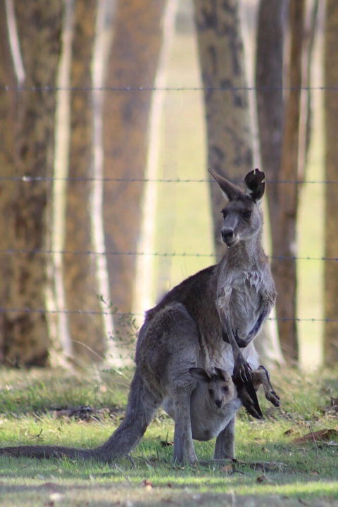 Bella Wind Bed & Breakfast - Accommodation NSW 0