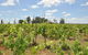 Beggars Bridge Vineyard Homestead W / Pool + Wifi + Tennis + Vineyard - thumb 1