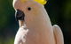 Jugoon - thumb 3