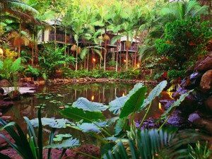 Daintree Eco Lodge & Spa - Accommodation NSW 0