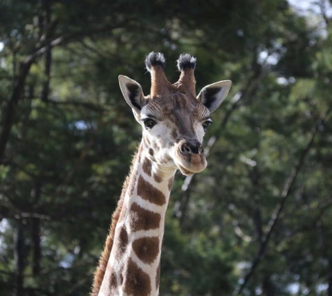 Modern Executive Apt@Barton*1BR*WiFi*Gym*Secure Parking*Canberra - Accommodation NSW 29