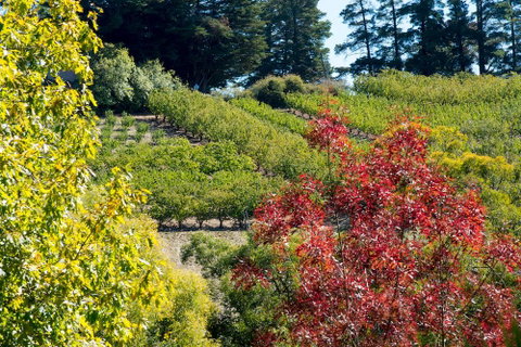 The Manor Basket Range - Accommodation NSW 16