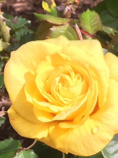 Wine And Roses Bed And Breakfast - Accommodation NSW 41