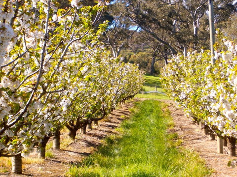 STUDIO ECHUNGA Adelaide Hills - Accommodation NSW 18