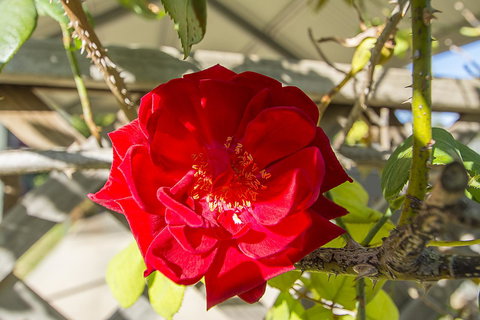 Stoneleigh Cottage Bed And Breakfast - Accommodation NSW 16