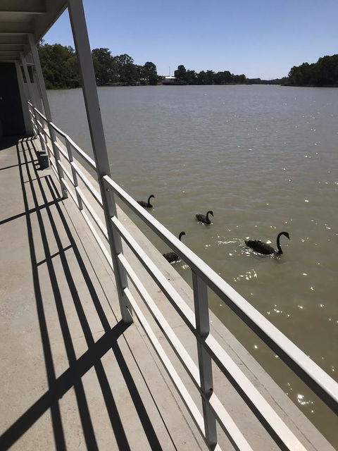 Murray River Queen - Accommodation NSW 7