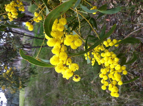Clare Valley Cabins - Accommodation NSW 31