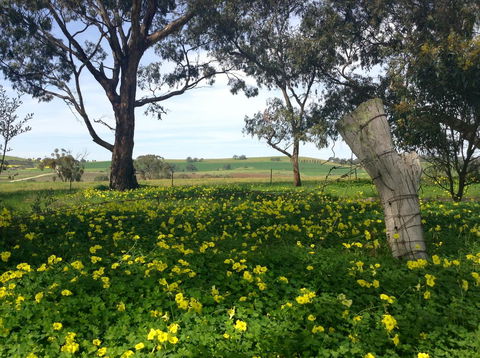 Clare Valley Cabins - Accommodation NSW 14