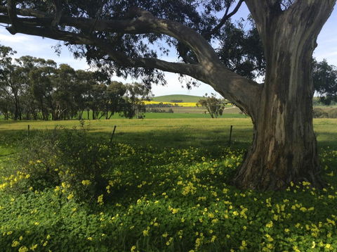 Clare Valley Cabins - Accommodation NSW 1