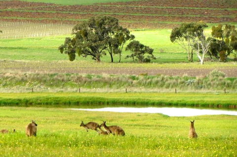 Clare Valley Cabins - Accommodation NSW 35