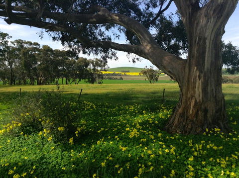Clare Valley Cabins - Accommodation NSW 21
