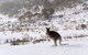 CHILL-OUT - Thredbo - thumb 27